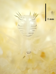 Meotipa spiniventris