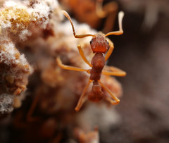 Cyphomyrmex