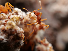 Cyphomyrmex