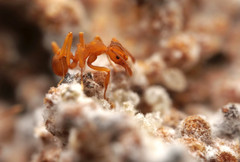 Cyphomyrmex