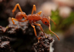 Cyphomyrmex