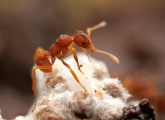 Cyphomyrmex
