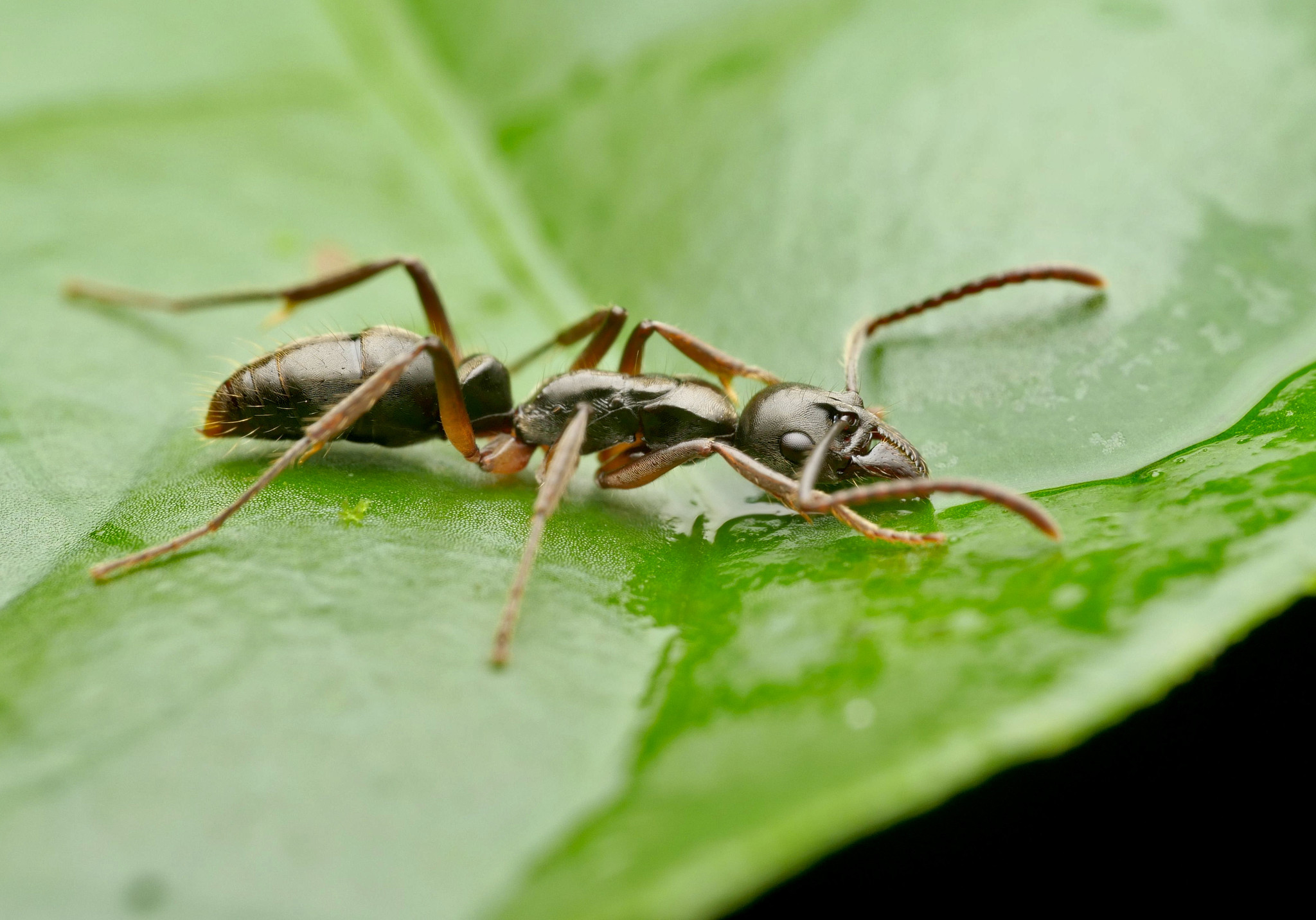 Neoponera antecurvata