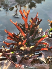 Ahnfeltiopsis linearis