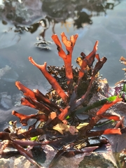 Ahnfeltiopsis linearis