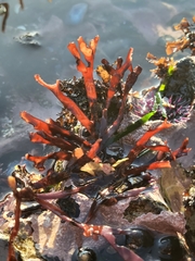 Ahnfeltiopsis linearis