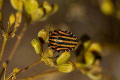 Graphosoma lineatum siciliensis