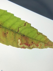 Stigmella intermedia