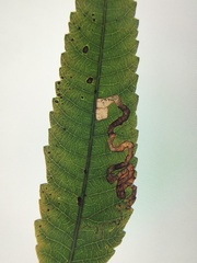 Stigmella intermedia