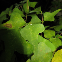 Leucoptera erythrinella