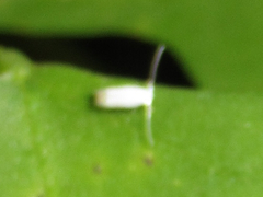 Leucoptera erythrinella