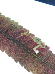Stigmella intermedia