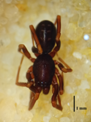 Oedignatha scrobiculata