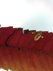 Stigmella intermedia