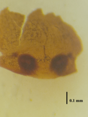 Oedignatha scrobiculata
