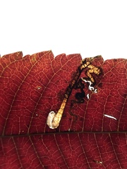 Stigmella intermedia