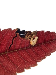 Stigmella intermedia