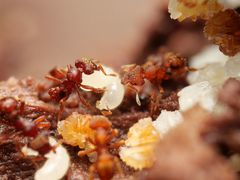 Eurhopalothrix gravis