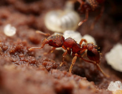 Eurhopalothrix gravis