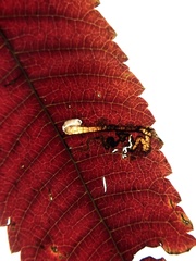 Stigmella intermedia
