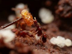 Eurhopalothrix gravis