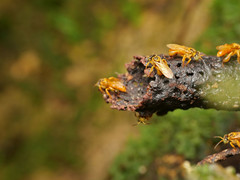 Tetragona ziegleri