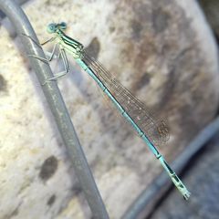 Platycnemis pennipes