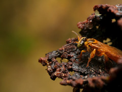 Tetragona ziegleri