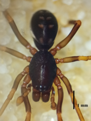 Oedignatha scrobiculata