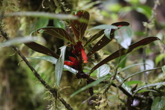 Columnea dimidiata