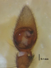 Oedignatha scrobiculata