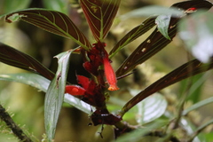 Columnea dimidiata