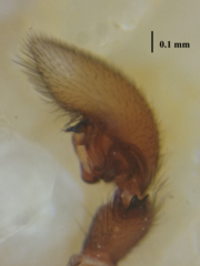 Oedignatha scrobiculata