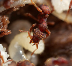 Eurhopalothrix gravis