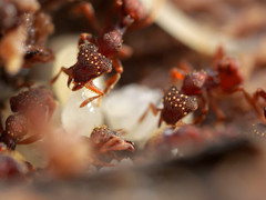 Eurhopalothrix gravis