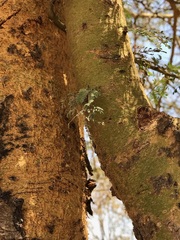 Vachellia xanthophloea