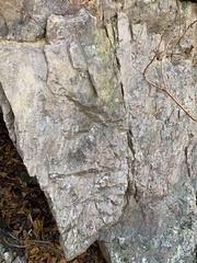 Leprocaulaceae