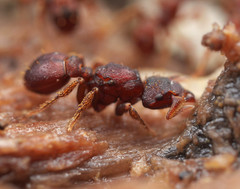 Eurhopalothrix gravis