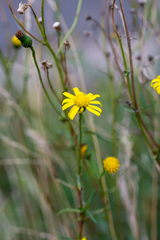 Senecio inaequidens