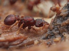 Eurhopalothrix gravis