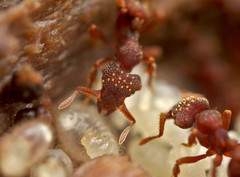 Eurhopalothrix gravis