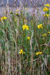 Senecio inaequidens
