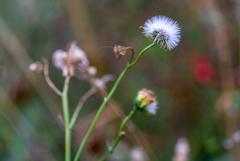Senecio inaequidens