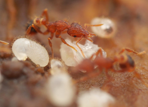 Strumigenys alberti