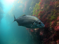 Latridopsis ciliaris