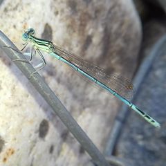 Platycnemis pennipes