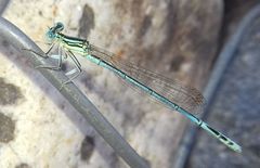 Platycnemis pennipes