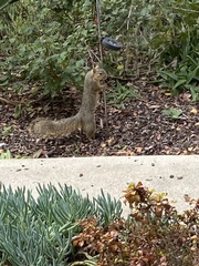 Sciurus niger