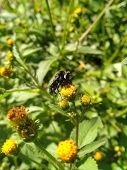 Thalestria spinosa
