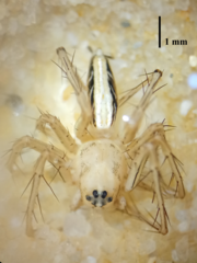 Oxyopes javanus